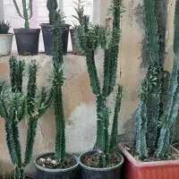 کاکتوس|گل و گیاه طبیعی|مشهد, سجادیه|دیوار