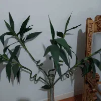 گل بامبو