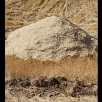خریدار کاه دیم|خدمات باغبانی و درختکاری|دهگلان, |دیوار