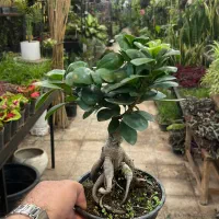 گل و گیاه آپارتمانی بنسای جنسینگ|گل و گیاه طبیعی|تهران, عبدل‌آباد|دیوار