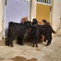 ۶عدد کره داشتی|حیوانات مزرعه|وحدتیه, |دیوار