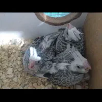 عروس هلندی سرلاکی|پرنده|تاکستان, |دیوار