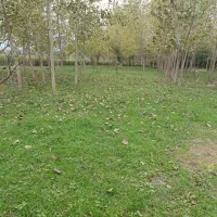 ۲۳۰۰ متر زمین باغی قاضیان سنگر رشت|فروش زمین و ملک کلنگی|سنگر, |دیوار