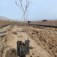 برند نهال‌های تجاری و اقتصادی