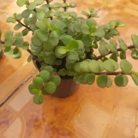 قلمه گیاه کراسولا