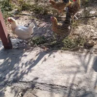 مرغ و خروس8میلیون|حیوانات مزرعه|سرپل ذهاب, |دیوار