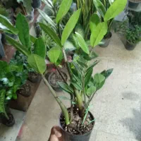 گل قیمت مناسب حراج