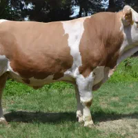 خانواده جهت کار در گاوداری
