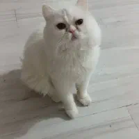 گربه پرشین نر جهت جفت یابی و جفتگیری