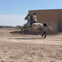 فروش|اسب و تجهیزات اسب‌سواری|اصفهان, رهنان|دیوار