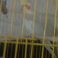 جفت آماده عروس هلندی