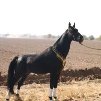 کشش اسب سیلمی عرب ایرانی