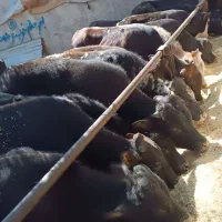 گوساله‌لاغردورگ‌،وسیاه‌مال