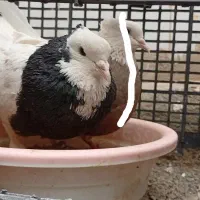 کبوتر ساتن و طوقی
