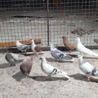 کفتر شهرستانی