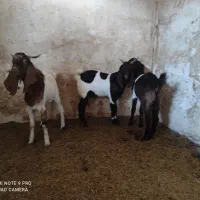 فروش بیگ|حیوانات مزرعه|شوش, |دیوار