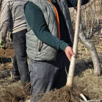 نهال گردو مقاوم و اقتصادی|خدمات باغبانی و درختکاری|مریوان, |دیوار