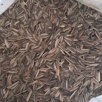 تخمه آفتابگردان