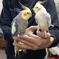 عروس نر یک و دو ساله