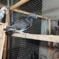 کبوتر پرشی ساعت بالا|پرنده|املش, |دیوار