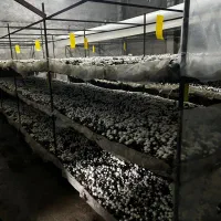 مشارکت و تجهیز سالن پرورش قارچ