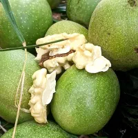 گردو