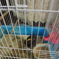 مرغ مینا|پرنده|شوشتر, |دیوار