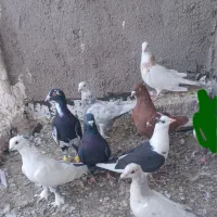 کبوترنر|پرنده|اقبالیه, |دیوار