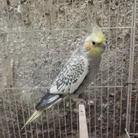 عروس هلندی معاوضه با کفتر