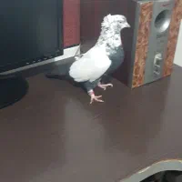 کبوتر ماده خوش رخ پرشی