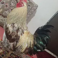 خروس چاق|حیوانات مزرعه|زیرکوه, |دیوار