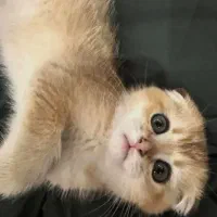 واگذاری رایگان اسکاتیش فولد گلد نر