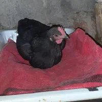 مرغ بومی سیاه کاکولی