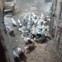 پرنده فروشی