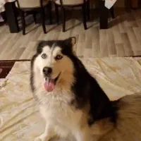 جفت گیری سگ