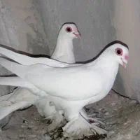 چشم قرمز چهارده عدد