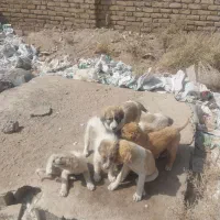 توله سگ نگهبان|سگ|رشتخوار, |دیوار