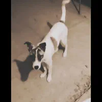 واگذاری رایگان