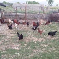فروش مرغ گلپایگانی تخم گذار