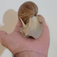 حلزون آفریقایی مولد|خزنده|تهران, تهرانپارس شرقی|دیوار