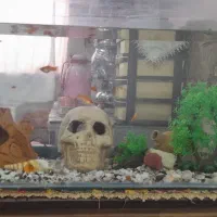 آکواریم|ماهی|سنندج, |دیوار