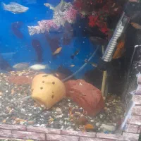 فروش بچه ماهی گوپی و مولی