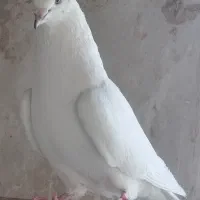 کبوتر