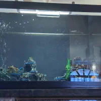 آکواریوم|ماهی|قشم, |دیوار