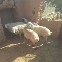 ۵راس میش داشتی آبستن چاق فروشی|حیوانات مزرعه|دلیجان, |دیوار