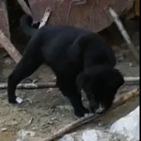 تو.له قدریجونی... قهدریجانی