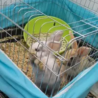 ۲ عدد خرگوش لپ با تمام وسایل|موش و خرگوش|اراک, |دیوار