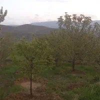 دینور باغ|فروش زمین و ملک کلنگی|دینور, |دیوار