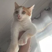 واگذاری گربه|گربه|رشت, دیلمان|دیوار