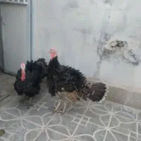 دو عدد بوقلمون نر